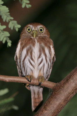 Ferruginous Pygmy-Owl 