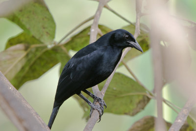 Melodious Blackbird 