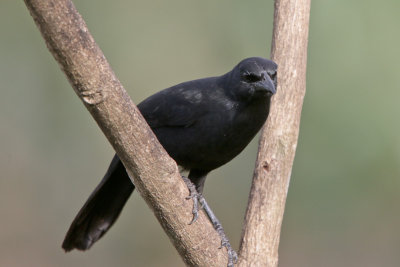 Melodious Blackbird 