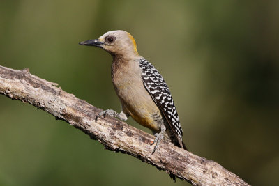 Hoffmann's Woodpecker 