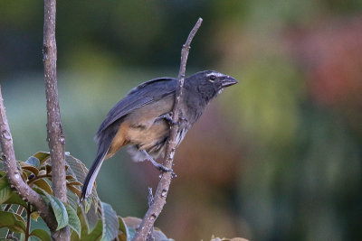 Grayish Saltator