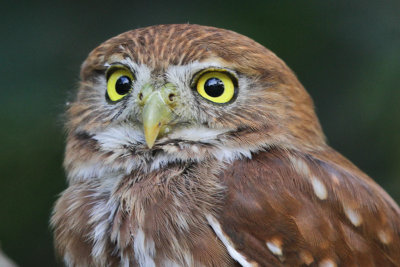 Ferruginous Pygmy-Owl 