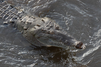 American Crocodile 