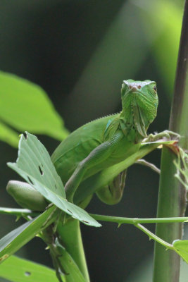 Green Iguana 