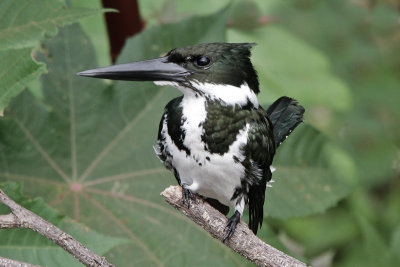 Amazon Kingfisher