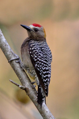 Hoffmann's Woodpecker 