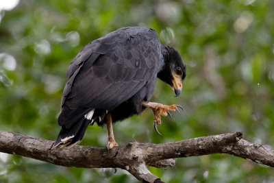 Mangrove Black Hawk 