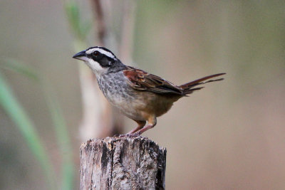 Strip-headed Sparrow 