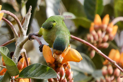 Orange-fronted Parakeet 