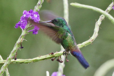 Steely-vented Hummingbird 