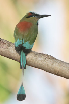 Turquoise-browed Motmot 