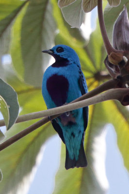 Turquoise Cotinga