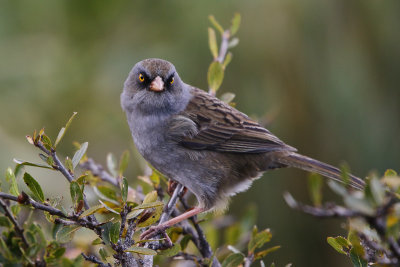 Volcano Junco 