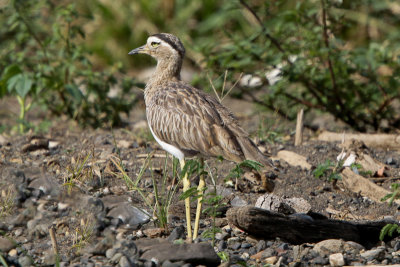Doubled-strip Thick-knee 