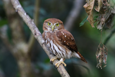 Ferruginous Pygmy-Owl 