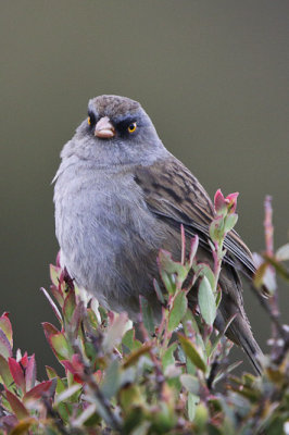 Volcano Junco 