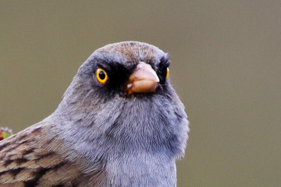 Volcano Junco 