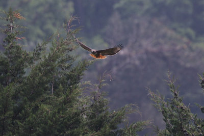 Red-tailed Hawk