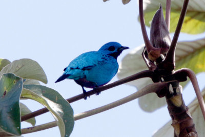 Turquoise Cotinga