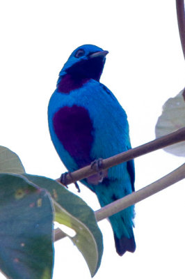 Turquoise Cotinga
