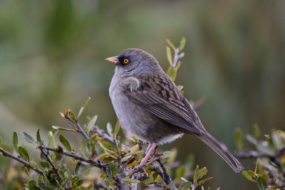 Volcano Junco