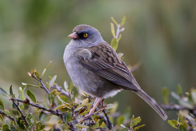 Volcano Junco 