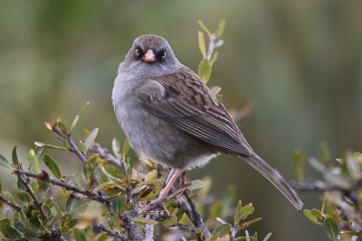 Volcano Junco 