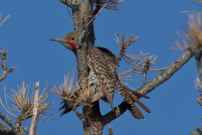 Northern Flicker