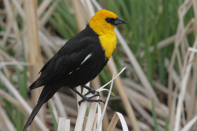 Yellow-headed Blackbird 