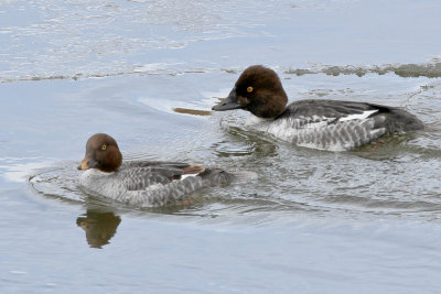 Common Goldeneye