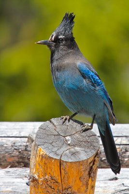 Steller's Jay 