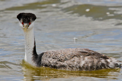 Western Grebe 