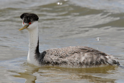 Western Grebe