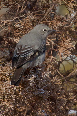 Townsend's Solitaire