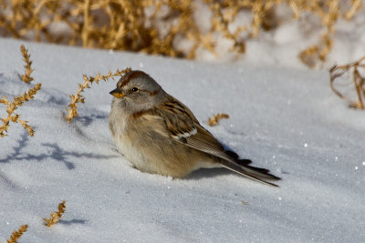 America Tree Sparrow