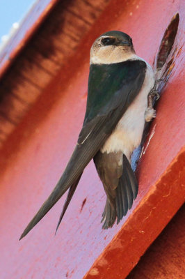 Violet-green Swallow 