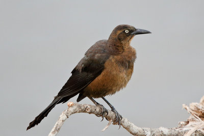 Great-tailed Grackle 