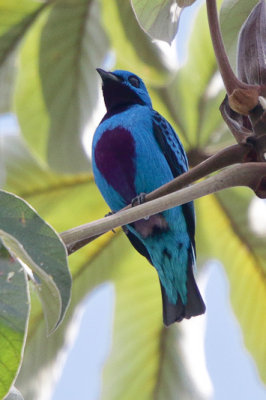 Turquoise Cotinga 