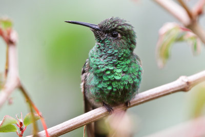 Black-bellied Hummingbird 