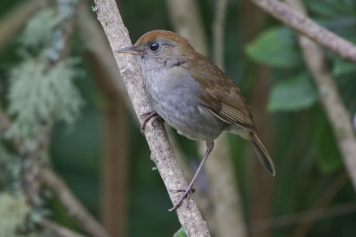 Ruddy-capped Nightingale-Thrush 