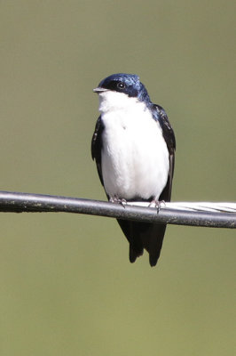 Black-and-white Swallow
