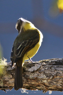 Golden-bellied Flycatcher