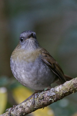 Black-billed Nightingale-Thrush 