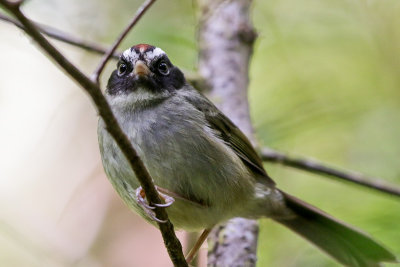 Black-cheeked Warbler 