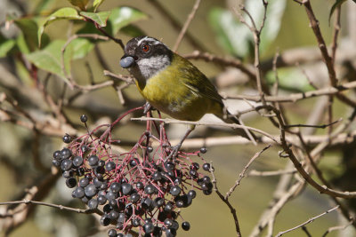 Sooty-capped Bush-Tanager 