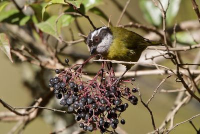 Sooty-capped Bush-Tanager