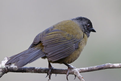 Large-footed Finch