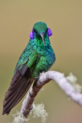 Green Violet-ear