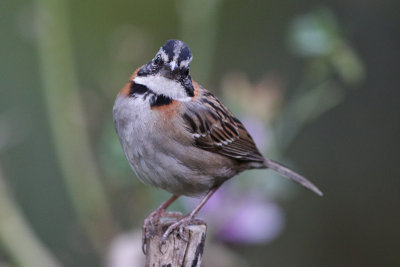 Rufous-collared Sparrow 