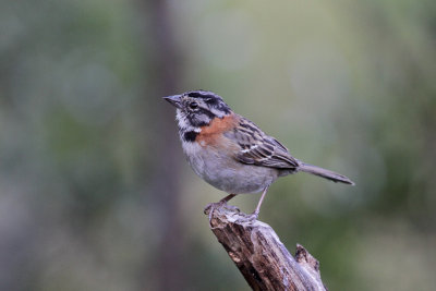 Rufous-collared Sparrow 
